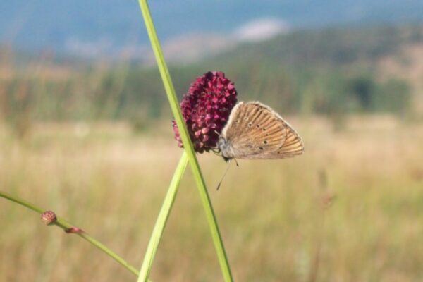 Mariposa hormiguera