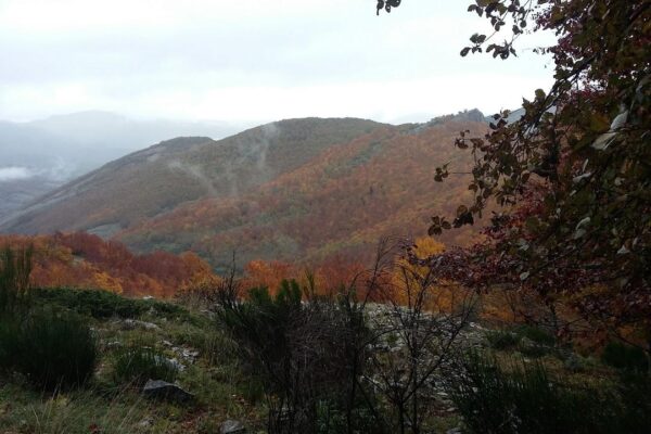 Los hayedos del Valle Estrecho